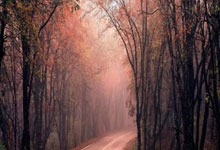 问鼎娱乐：WTA马德里站公布参赛阵容：萨巴伦卡领衔，郑钦文王欣瑜直接入围.